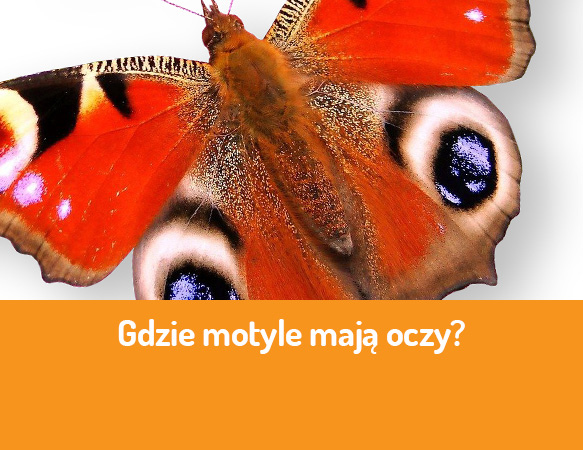 Gdzie motyle mają oczy?