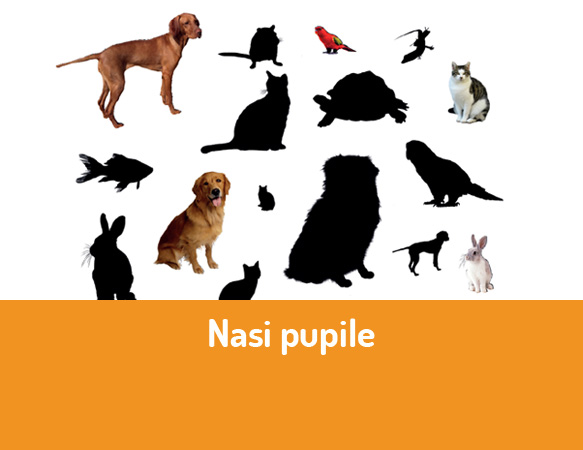 Nasi pupile
