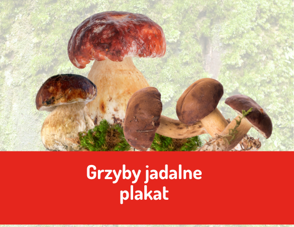 Grzyby jadalne, które możesz bezpiecznie zbierać