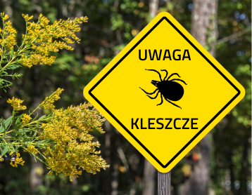 Kleszcz czyha w trawie – co trzeba wiedzieć o kleszczach występujących w Polsce!