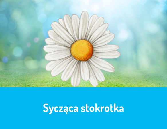 Sycząca stokrotka