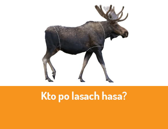 Kto po lasach hasa?