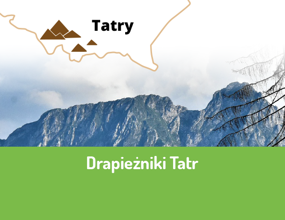 Drapieżniki Tatr