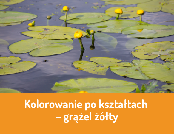 Kolorowanie po kształtach - grążel żółty