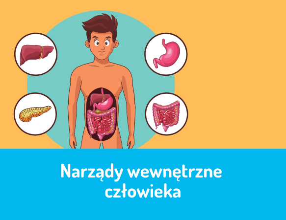 Narządy wewnętrzne człowieka