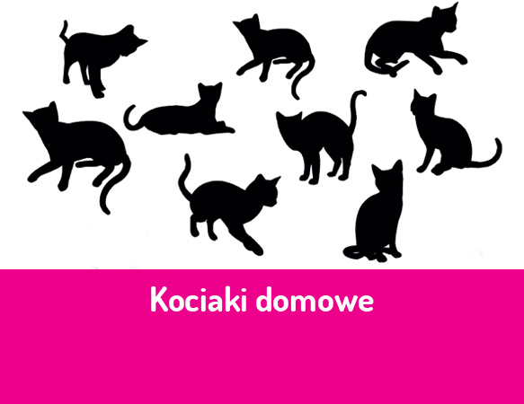 Domowe kociaki