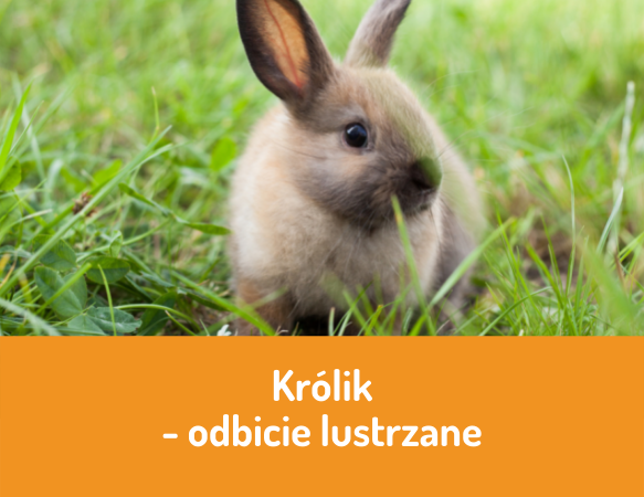 Królik – odbicie lustrzane
