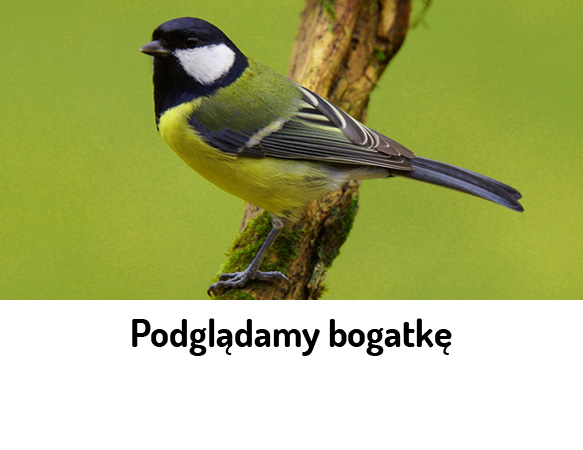 Podglądamy bogatkę – obserwacja