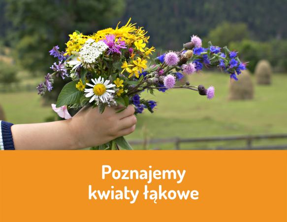 Poznajemy kwiaty łąkowe