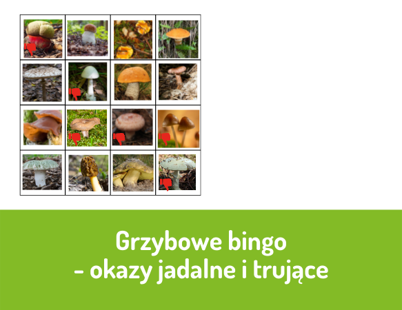 Grzybowe bingo – okazy jadalne i trujące