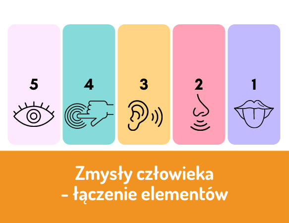 Zmysły człowieka