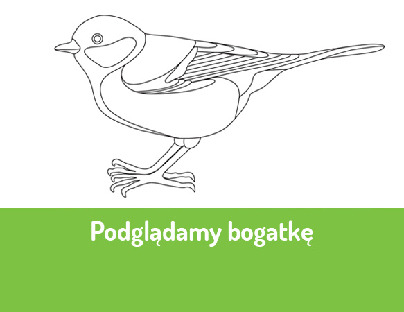 Podglądamy bogatkę - obserwacja