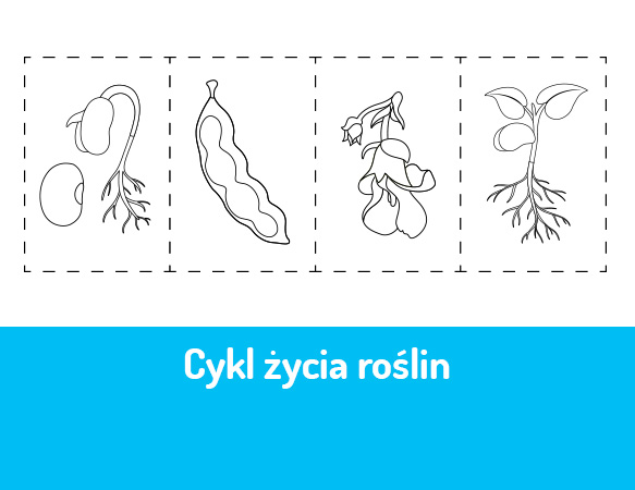 Cykl życia roślin